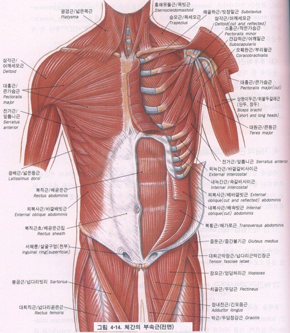 체간의 부속근 (전면)